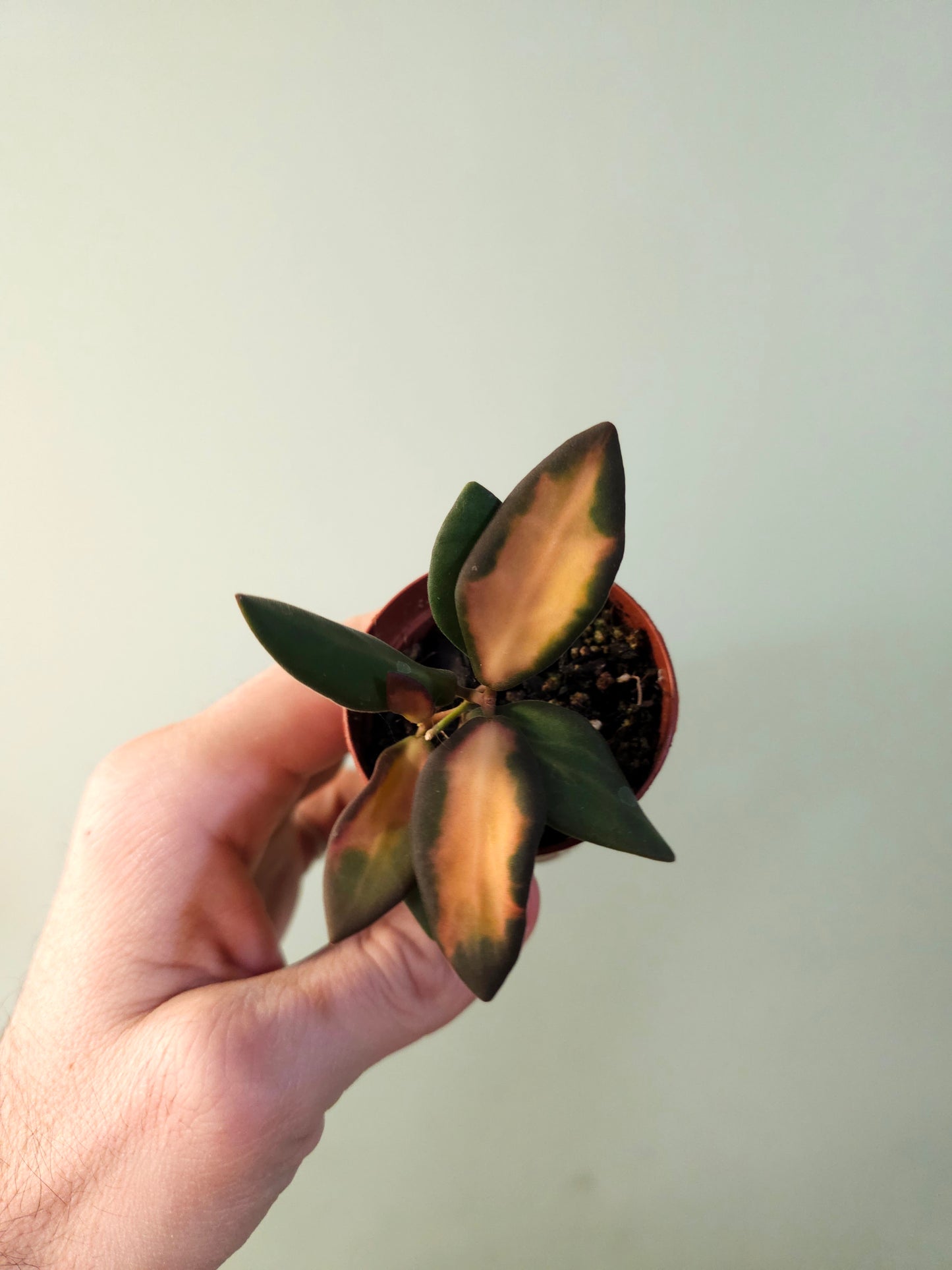 Hoya DS-70 'Variegata' 2"