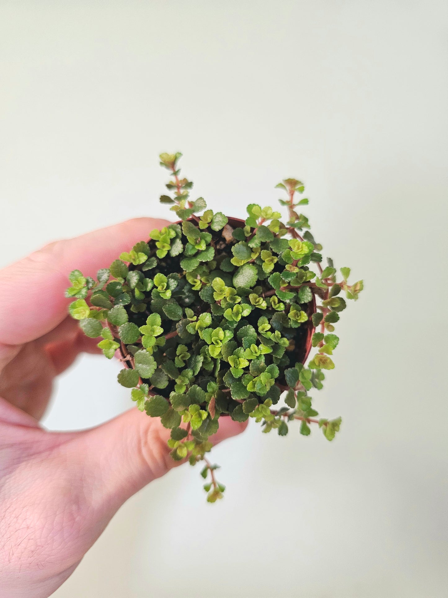 Pilea depressa 'Sao Paulo' 2"