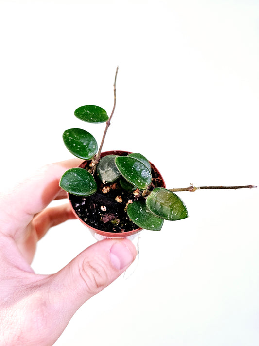 Hoya 'Mathilde' 2"