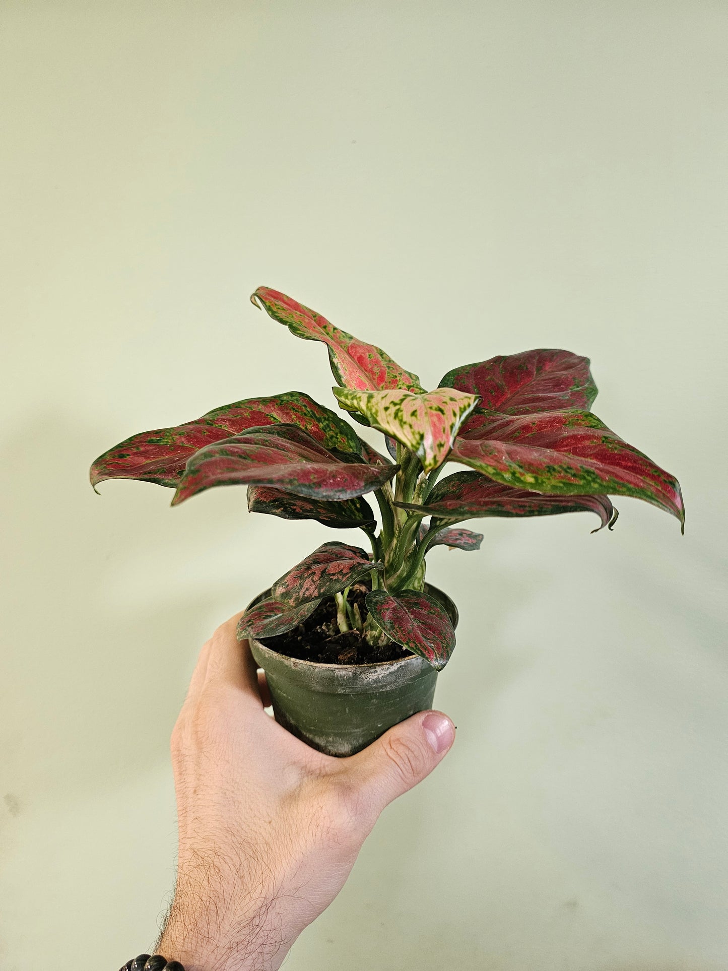 Aglaonema 'Black Maroon' 4"