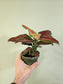 Aglaonema 'Black Maroon' 4"