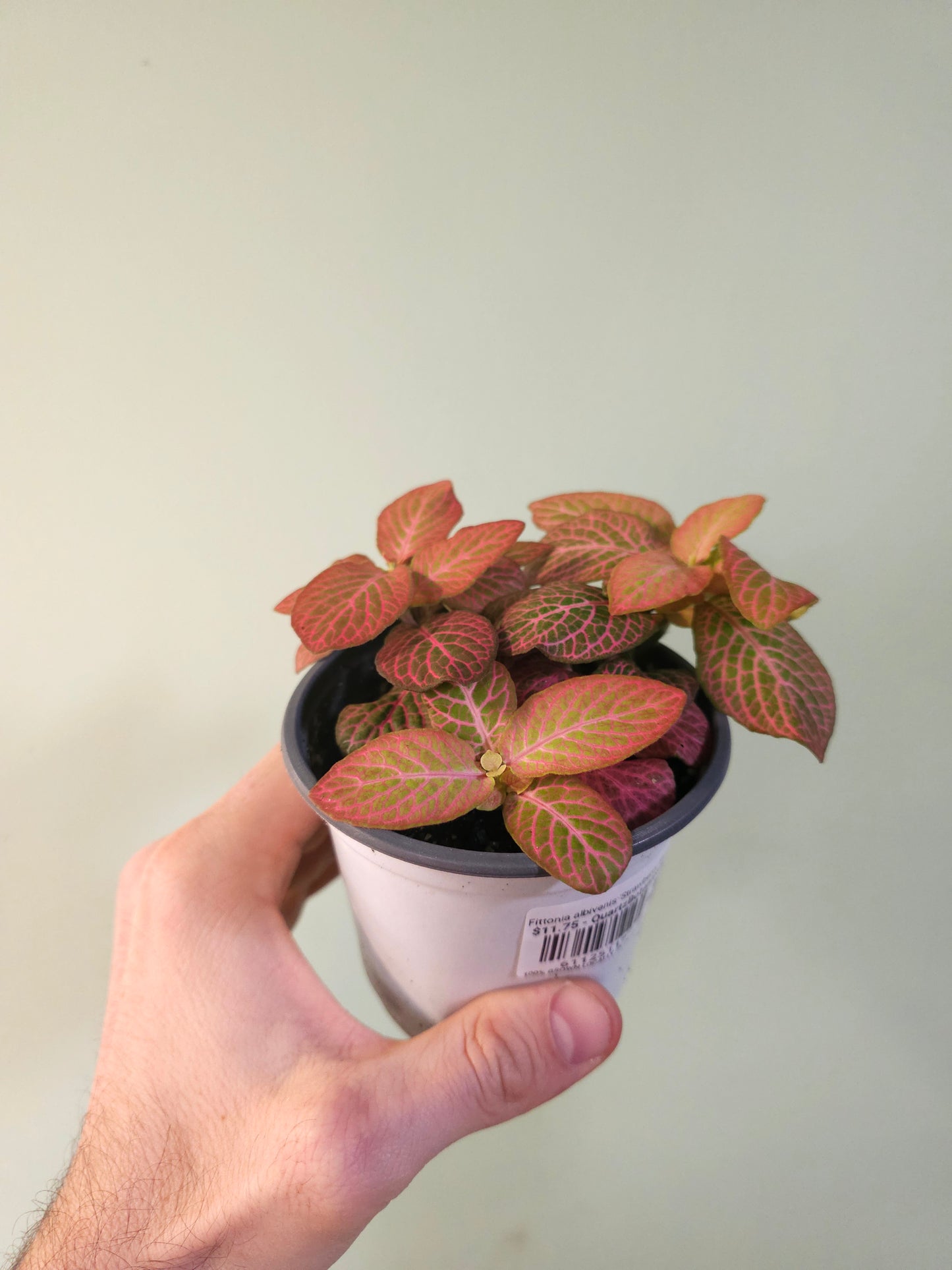 Fittonia albivenis 'Strawberry Blossom' Nerve Plant 4"