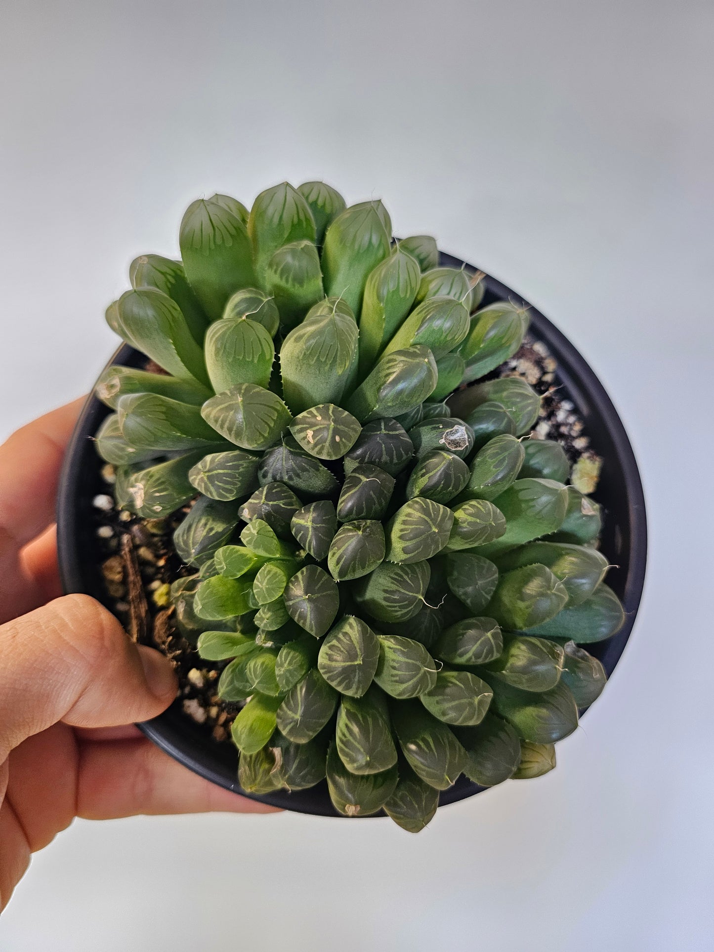 Haworthia cooperi var. truncata "Alien Eggs" 6"