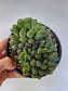 Haworthia cooperi var. truncata "Alien Eggs" 6"