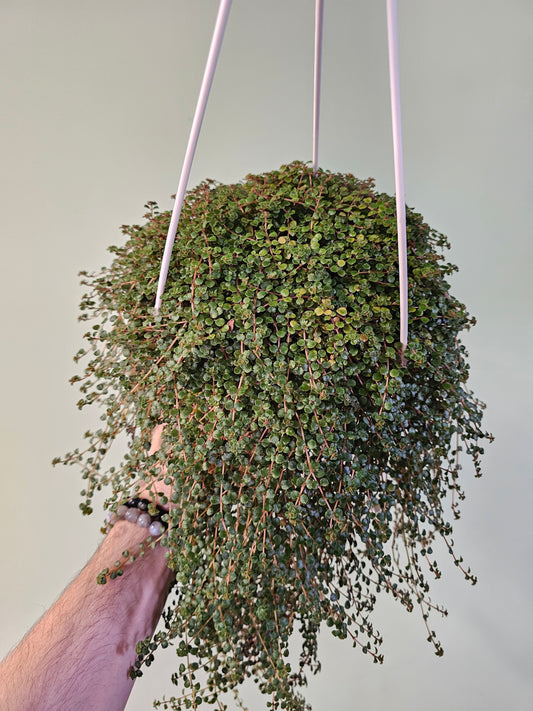 Pilea depressa 'Sao Paulo' 6" HB