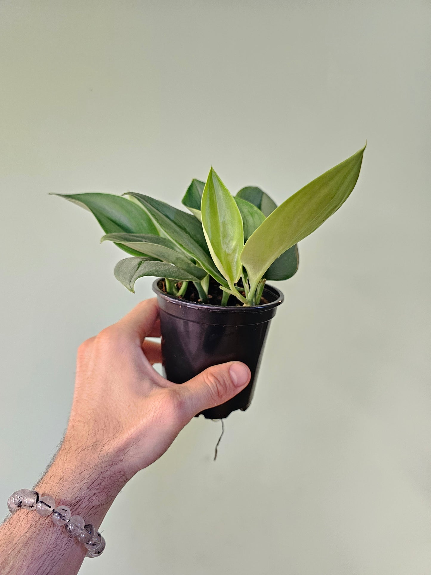 Scindapsus treubii 'Moonlight' 4"