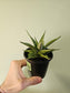 Sansevieria 'Snowflake' 3.5"