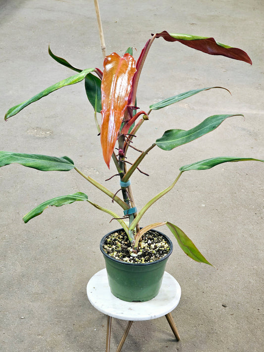 SAAM Auction - Philodendron Orange Marmalade Narrow Form 6"