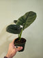 Alocasia 'Reginae' 4"