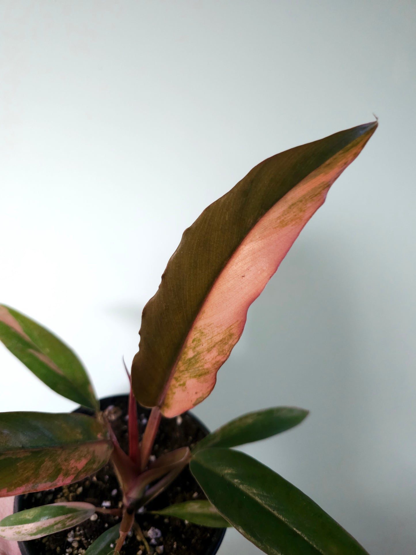 Philodendron 'Caramel Marble' 4"