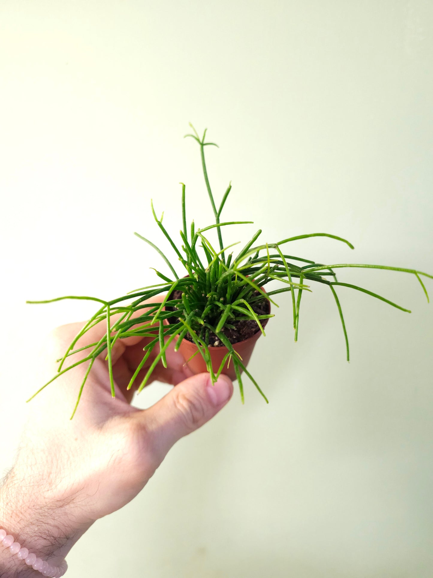 Rhipsalis baccifera "Spaghetti Plant" 2"