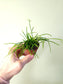 Rhipsalis baccifera "Spaghetti Plant" 2"