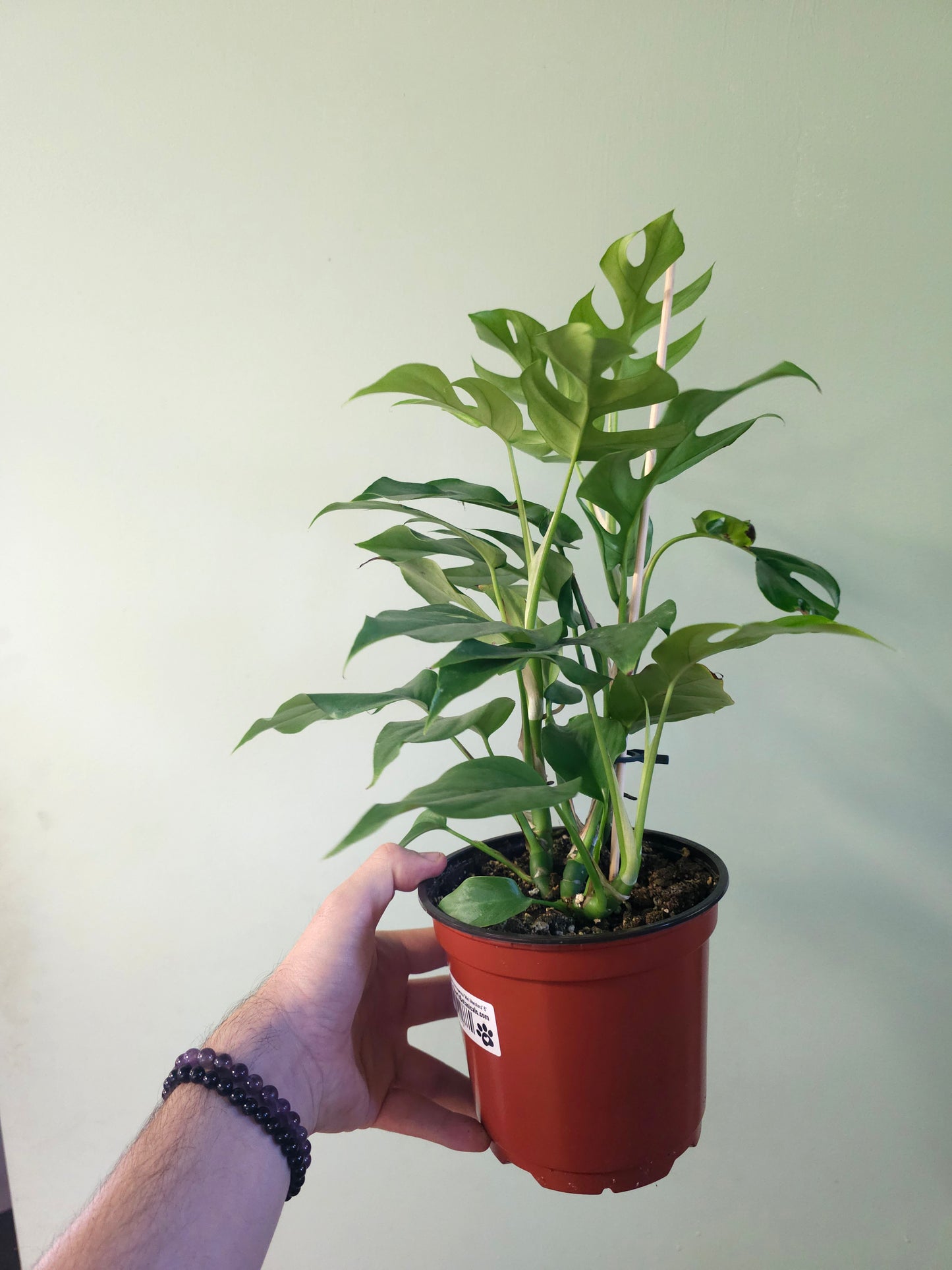 Raphidophora tetrasperma "Mini Monstera" 6"