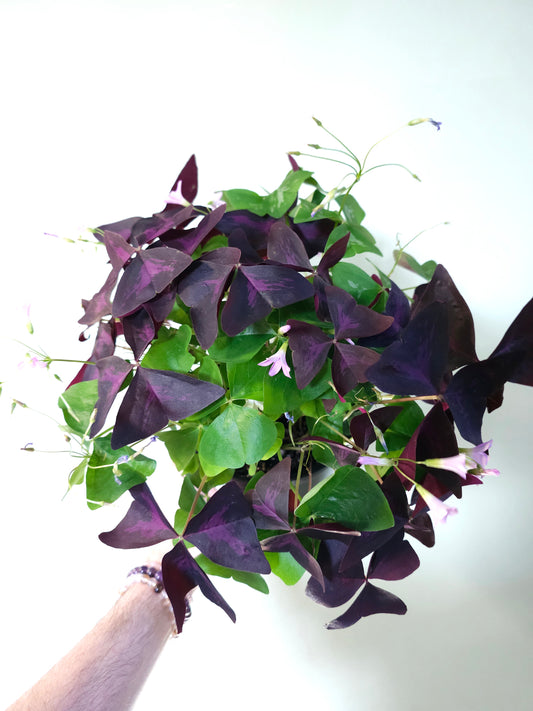 Oxalis triangularis Combo Trio 6"