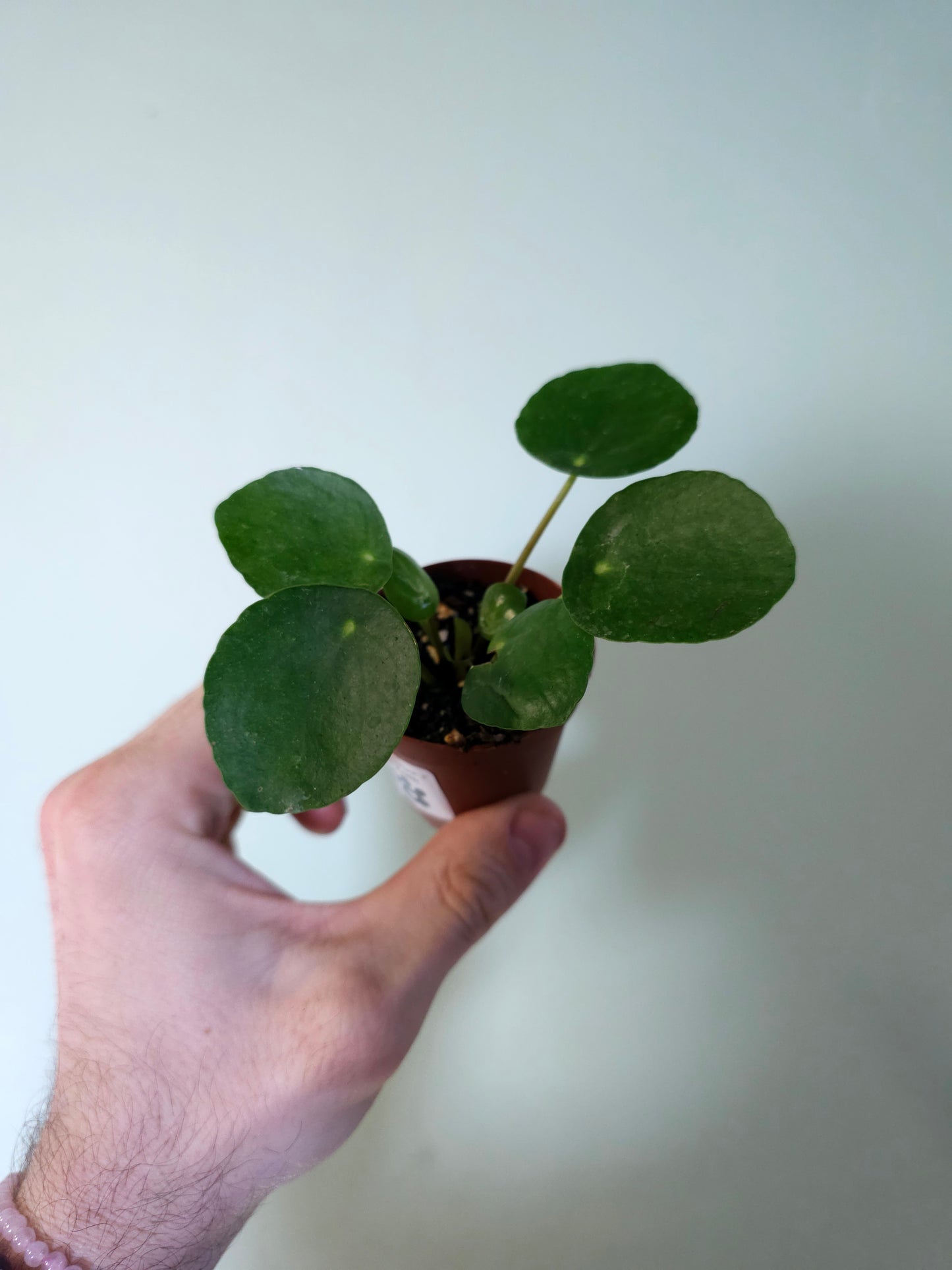 Pilea peperomioides "Money plant/UFO Plant" 2"