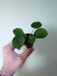 Pilea peperomioides "Money plant/UFO Plant" 2"