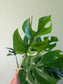 Raphidophora tetrasperma "Mini Monstera" 6"