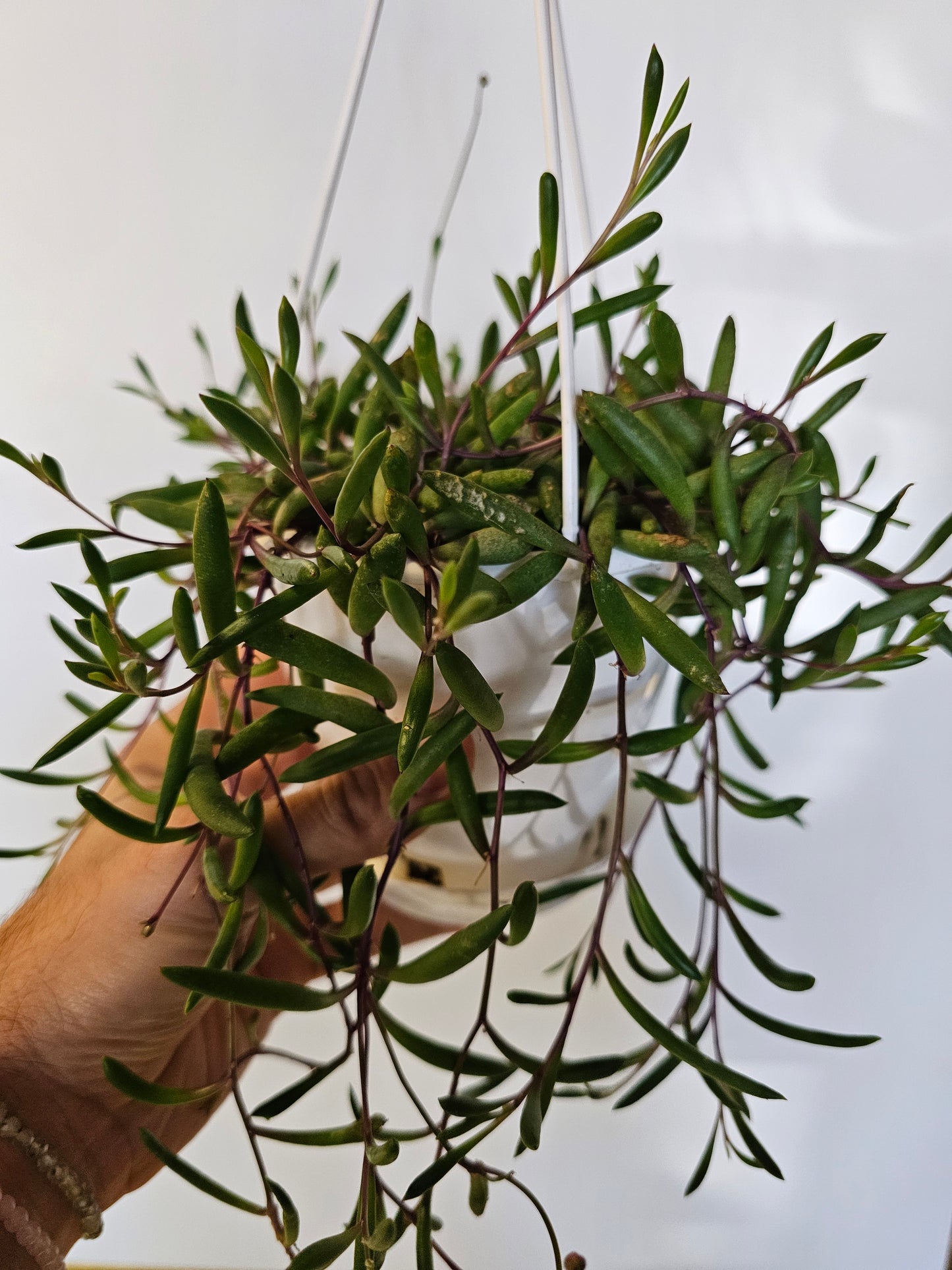 Othonna capensis "String of Ruby Beads" 4.5" HB