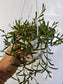 Othonna capensis "String of Ruby Beads" 4.5" HB