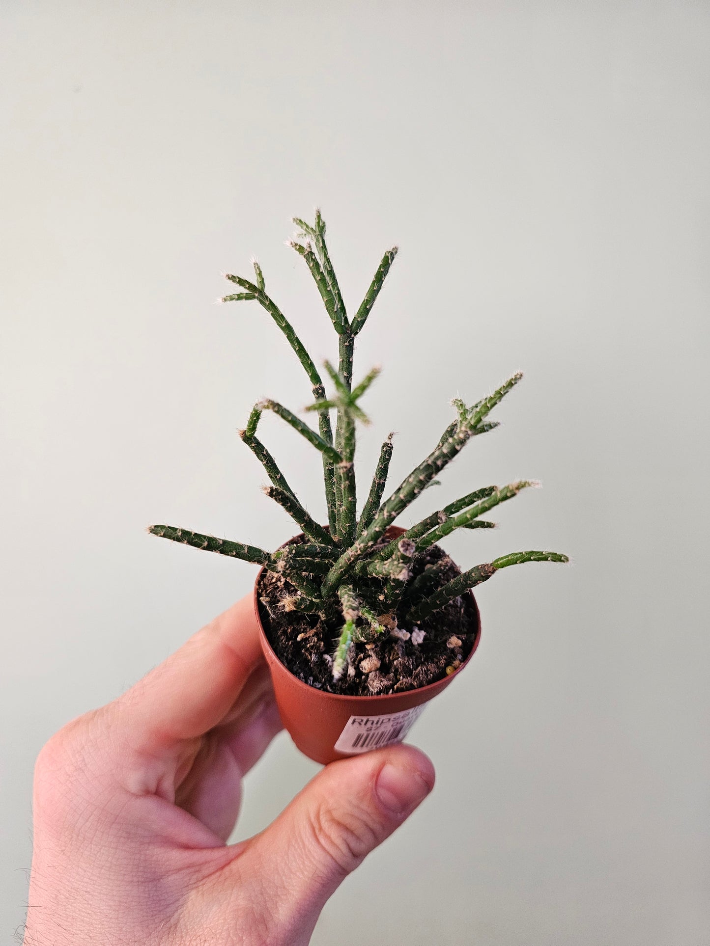 Rhipsalis pilocarpa 2"