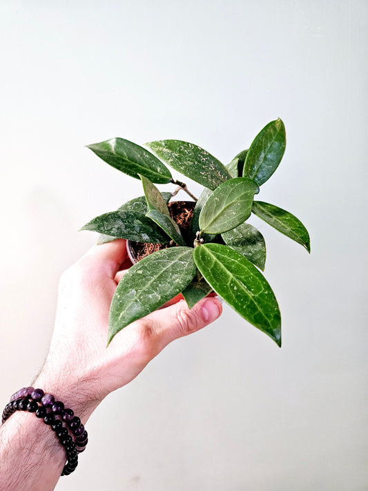 Hoya verticillata sp. Bogor 4"