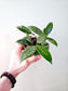 Hoya verticillata sp. Bogor 4"