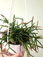 Rhipsalis burchellii 4.5" HB