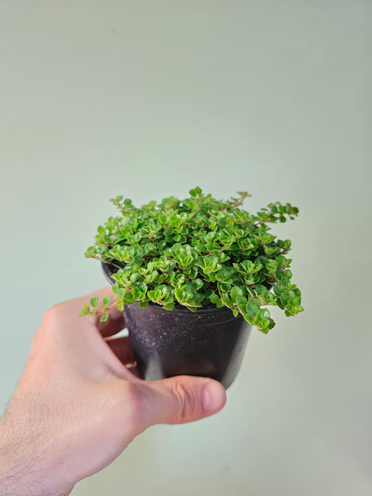 Pilea depressa 'Sao Paulo' 4"