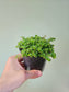 Pilea depressa 'Sao Paulo' 4"
