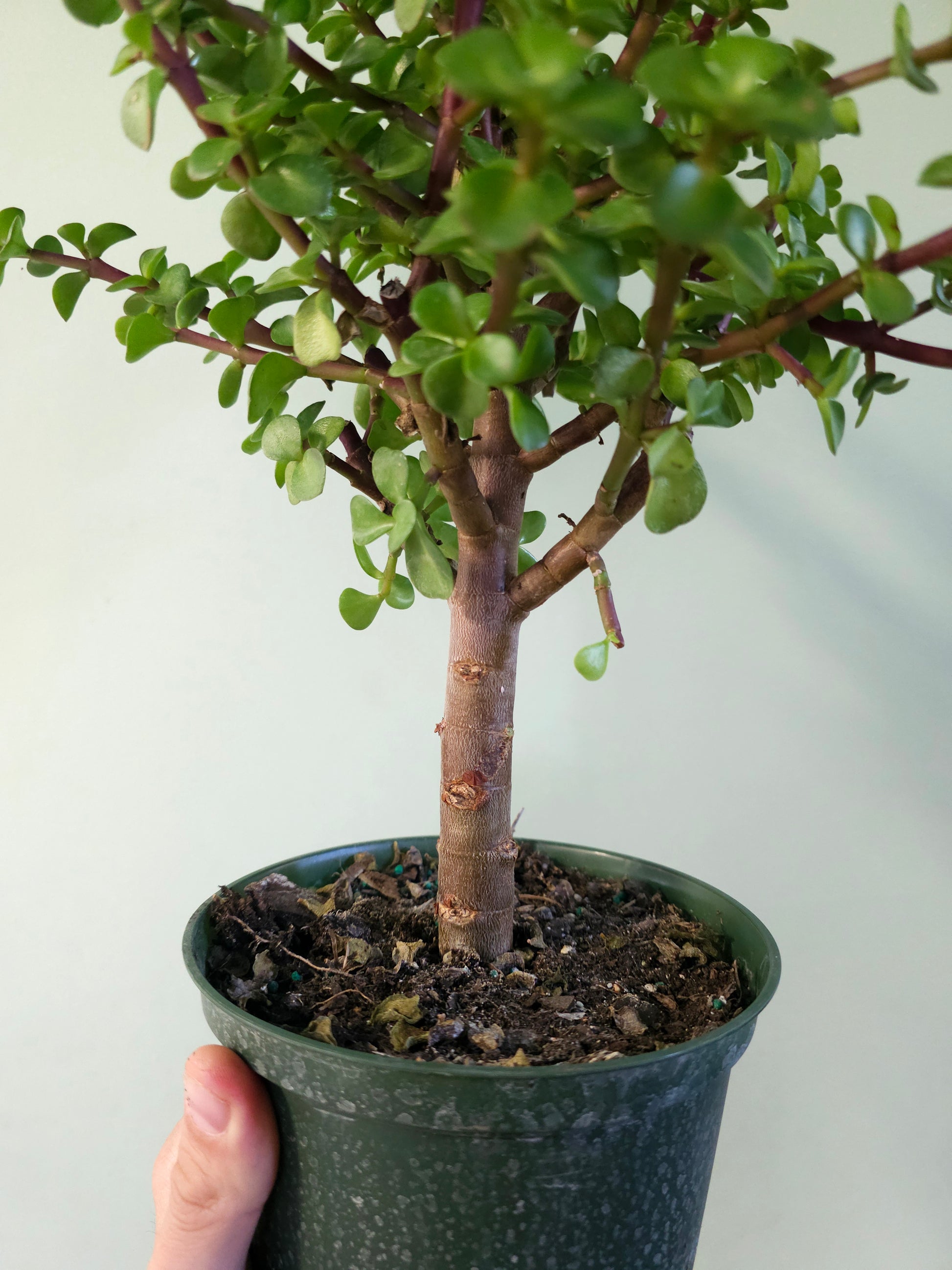 Portulacaria afra 