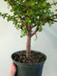 Portulacaria afra "Jade Bonsai" 6"