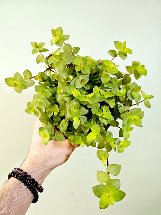 Callisia repens 'Gold' 5"