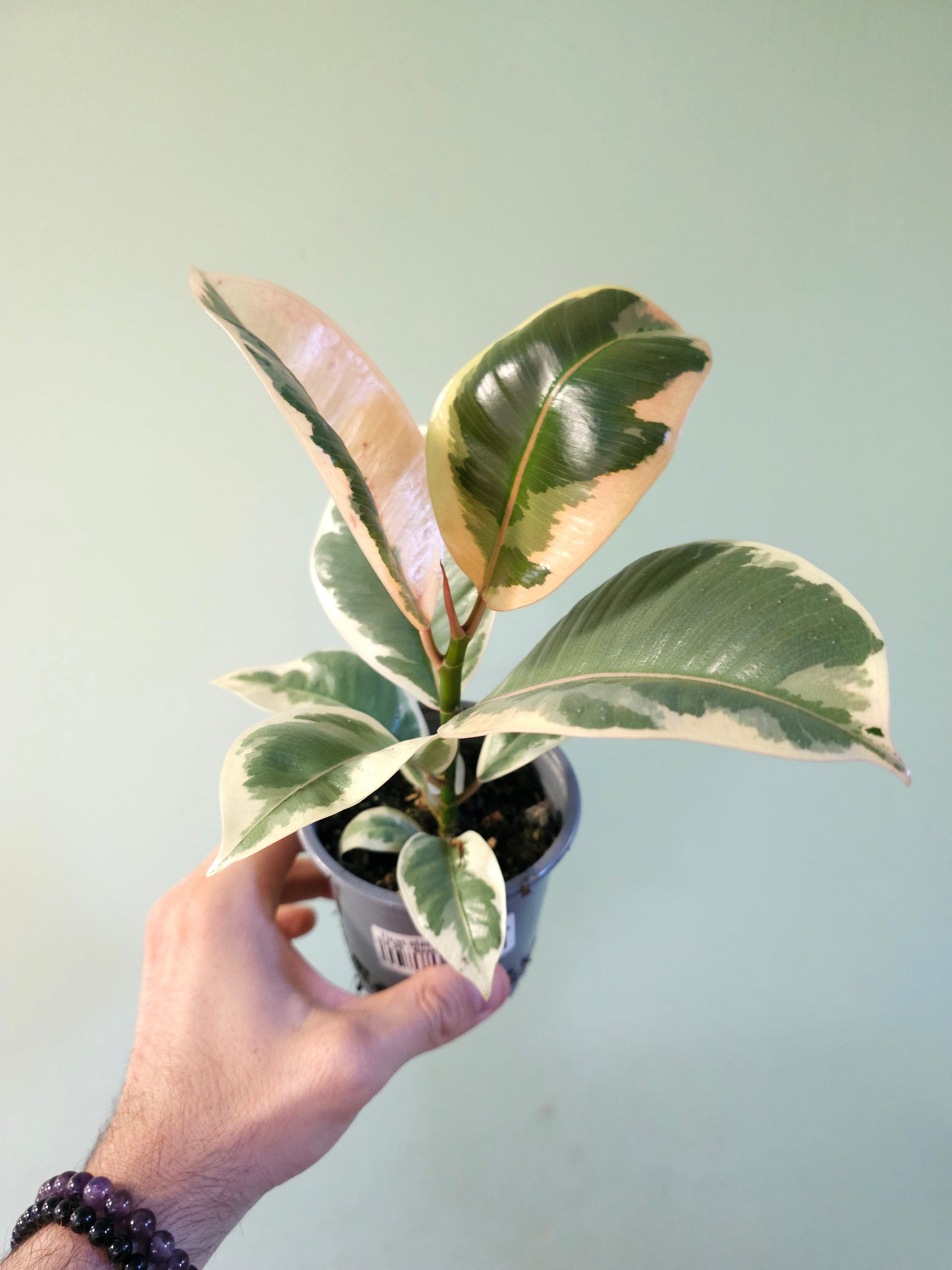 Ficus elastica 'Tineke' 4"