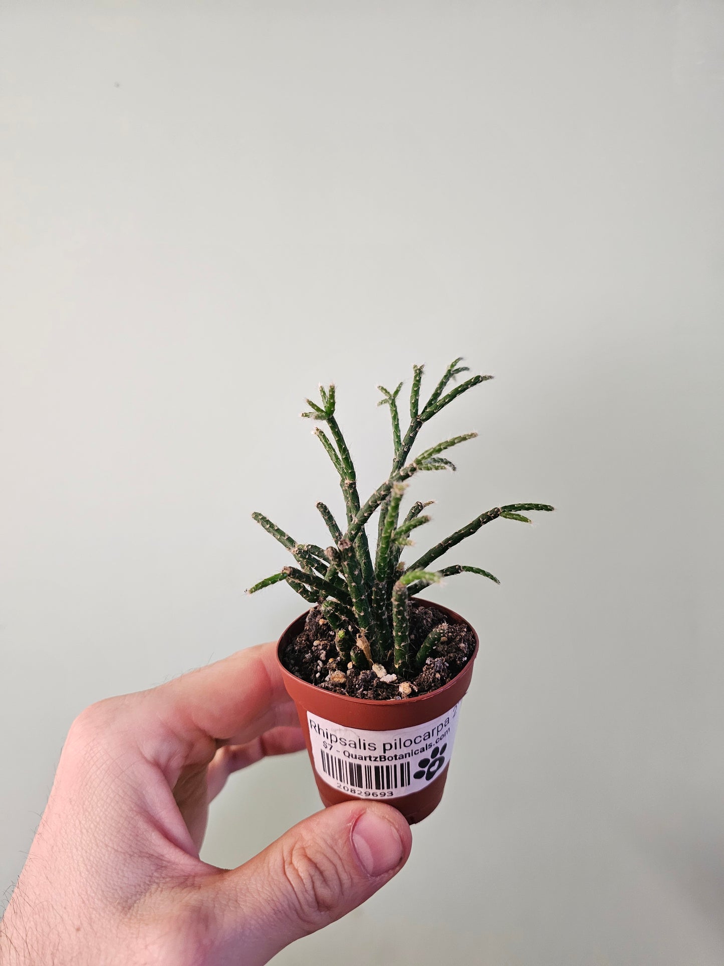 Rhipsalis pilocarpa 2"