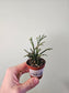 Rhipsalis pilocarpa 2"