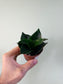 Sansevieria hahnii 'Black' 3"