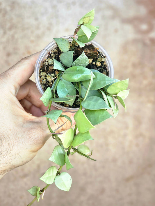 Hoya krohniana 'Super Silver' 3"