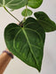 Anthurium clarinervium Hybrid 4"