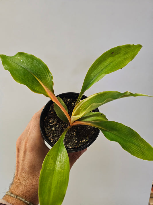 Chlorophytum orchidastrum 'Fireflash' "Mandarin Orange Spider Plant" 4"