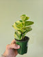 Peperomia obtusifolia 'Marble' 3.5"