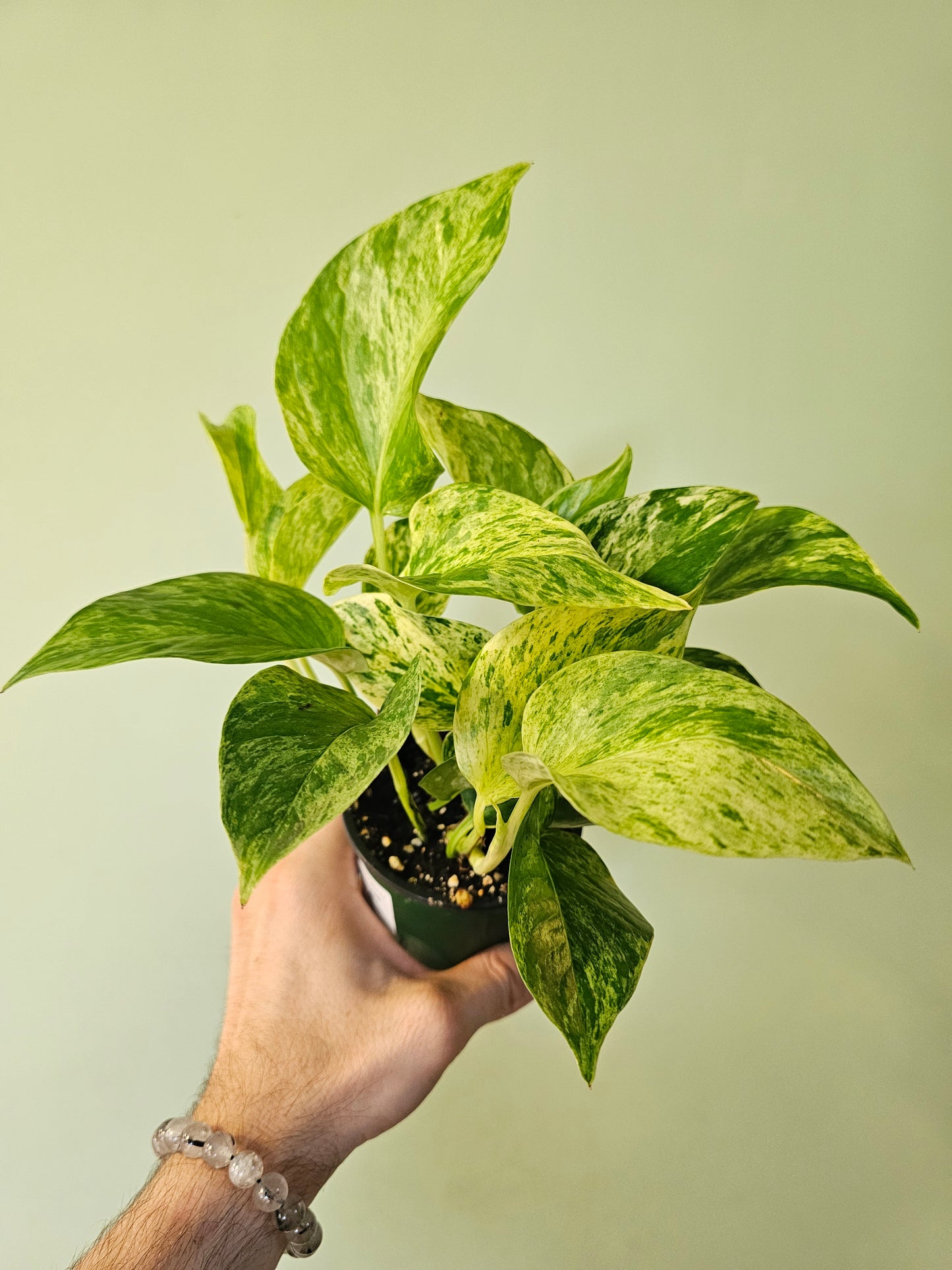 Epipremnum aureum 'Marble Queen' Pothos 3.5"