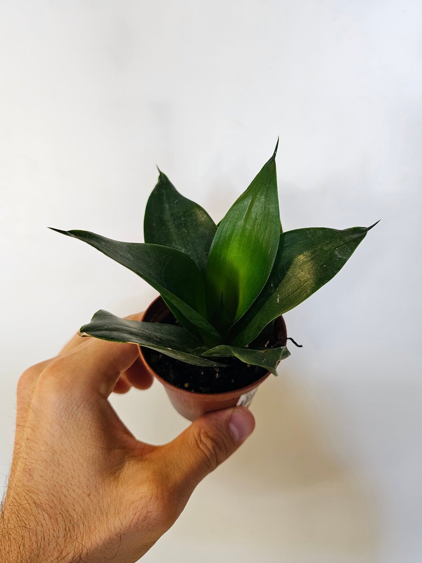 Sansevieria hahnii 'Black' 3"