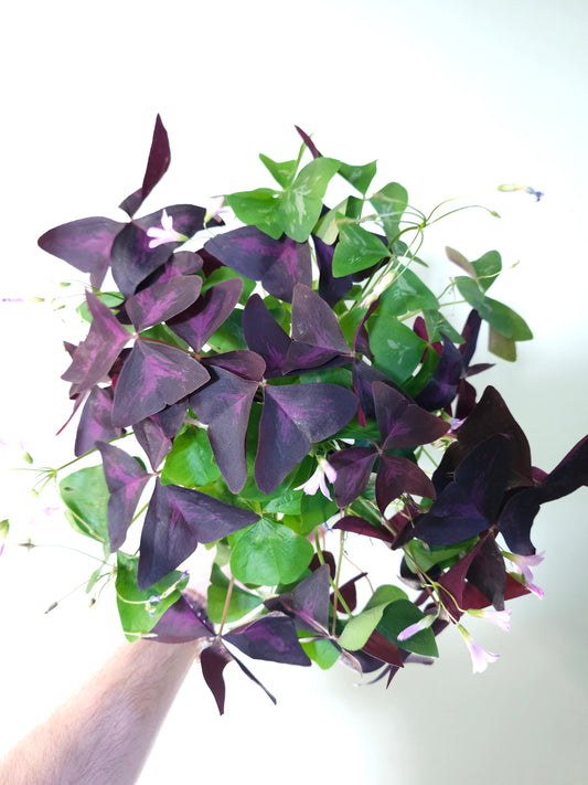 Oxalis triangularis Combo Trio 6"