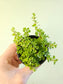 Pilea depressa 'Tiny Tears' 2.5"