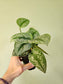Scindapsus pictus 'Exotica' 4"