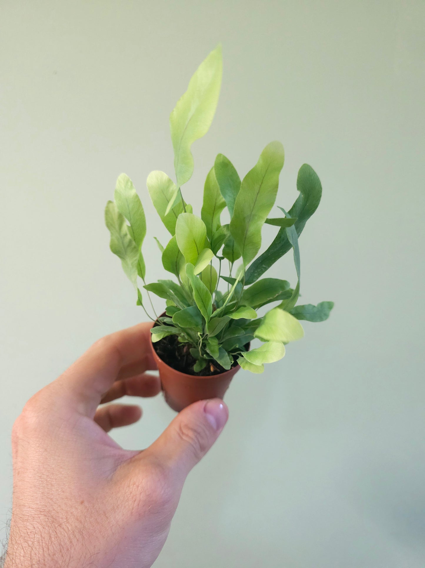 Phlebodium aureum "Blue Star Fern" 2"