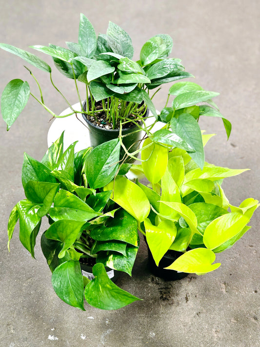 SAAM Auction - Pothos 3 Pack