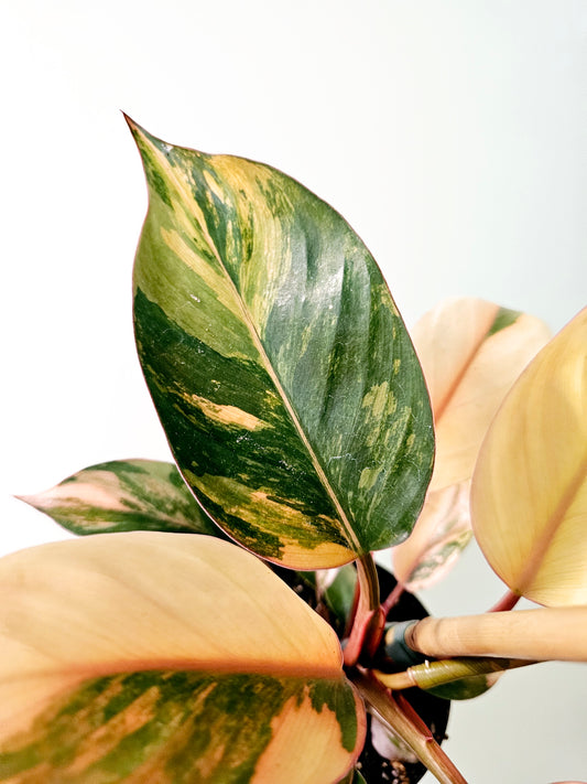 Philodendron 'Rojo Congo' Variegated 4"