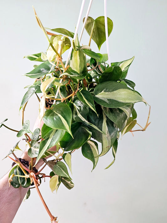 Philodendron hederaceum 'Rio' 6" HB