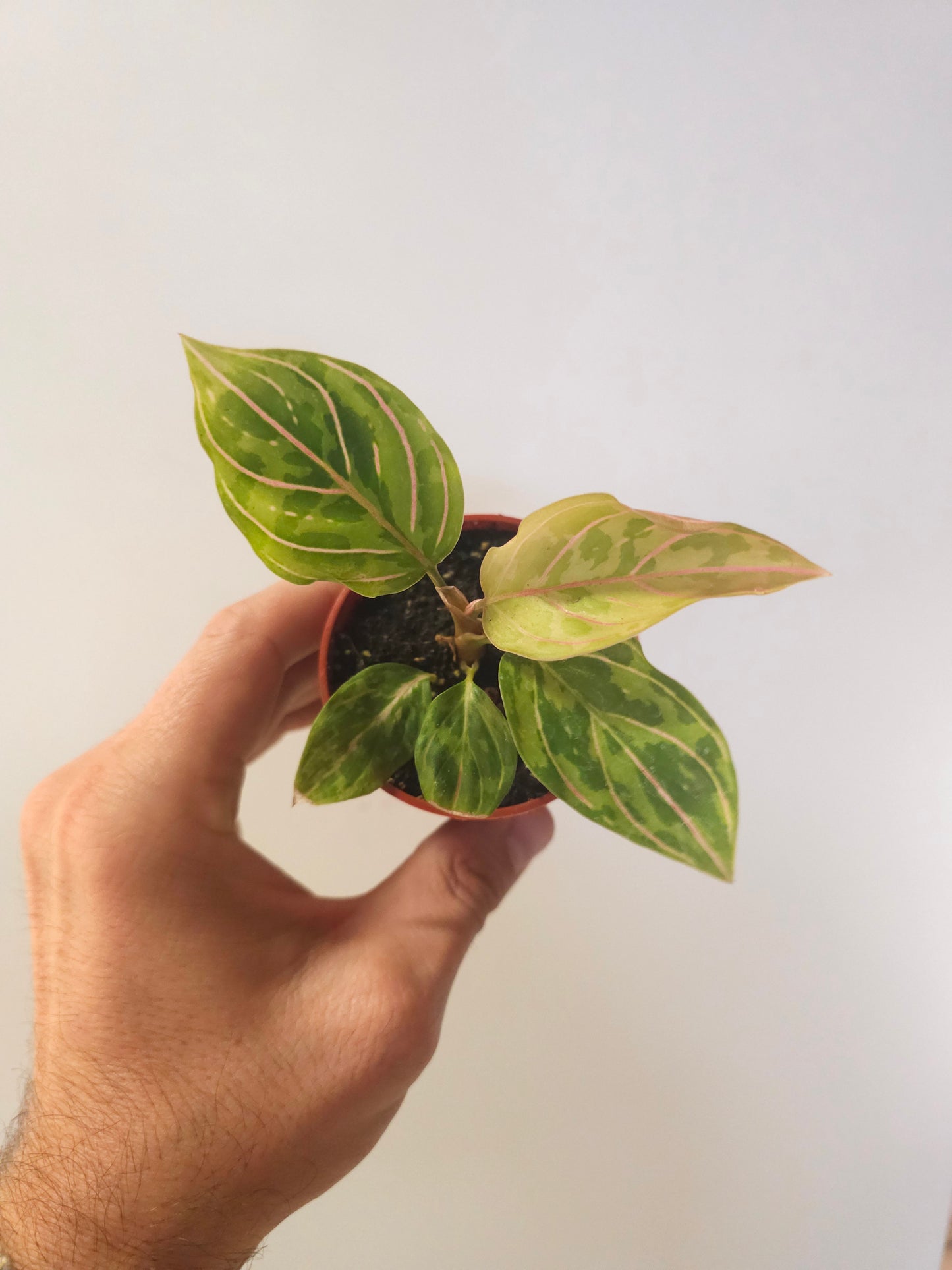 Aglaonema 'Red Army' 3"